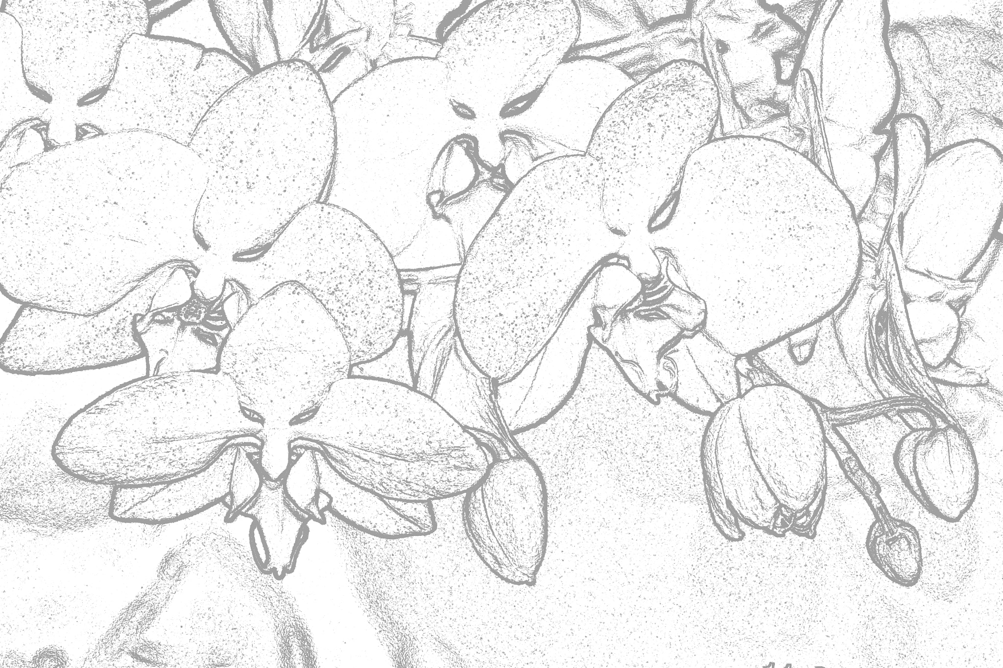 Nikon D3100 sample photo. Orquidea para pintar photography