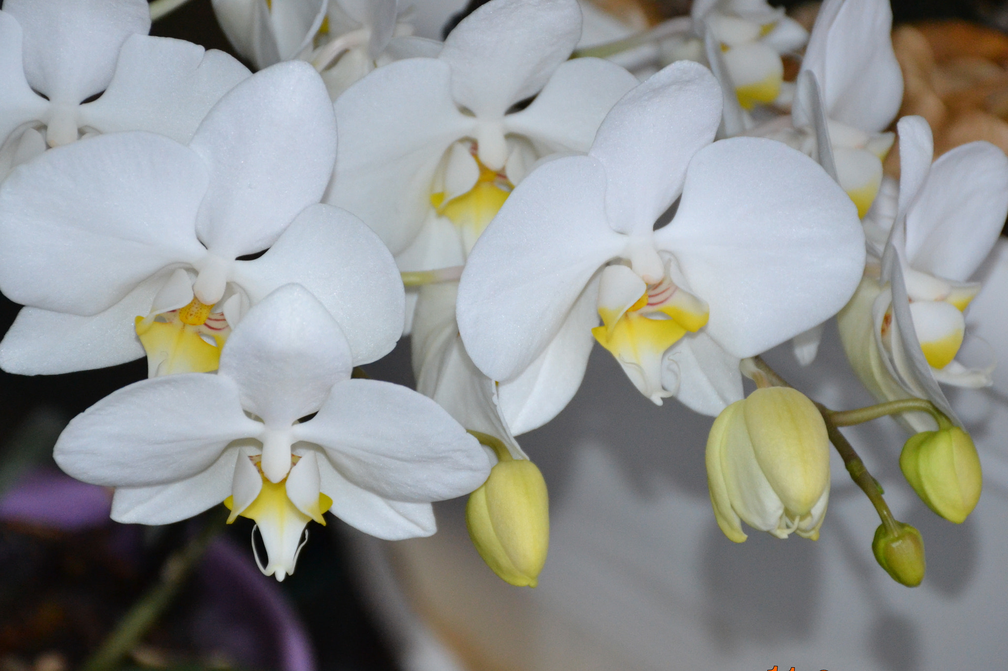 Nikon D3100 sample photo. Original photography