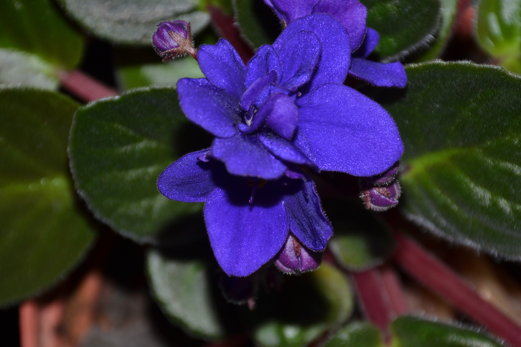 Nikon D3100 sample photo. Saint paulia mami photography