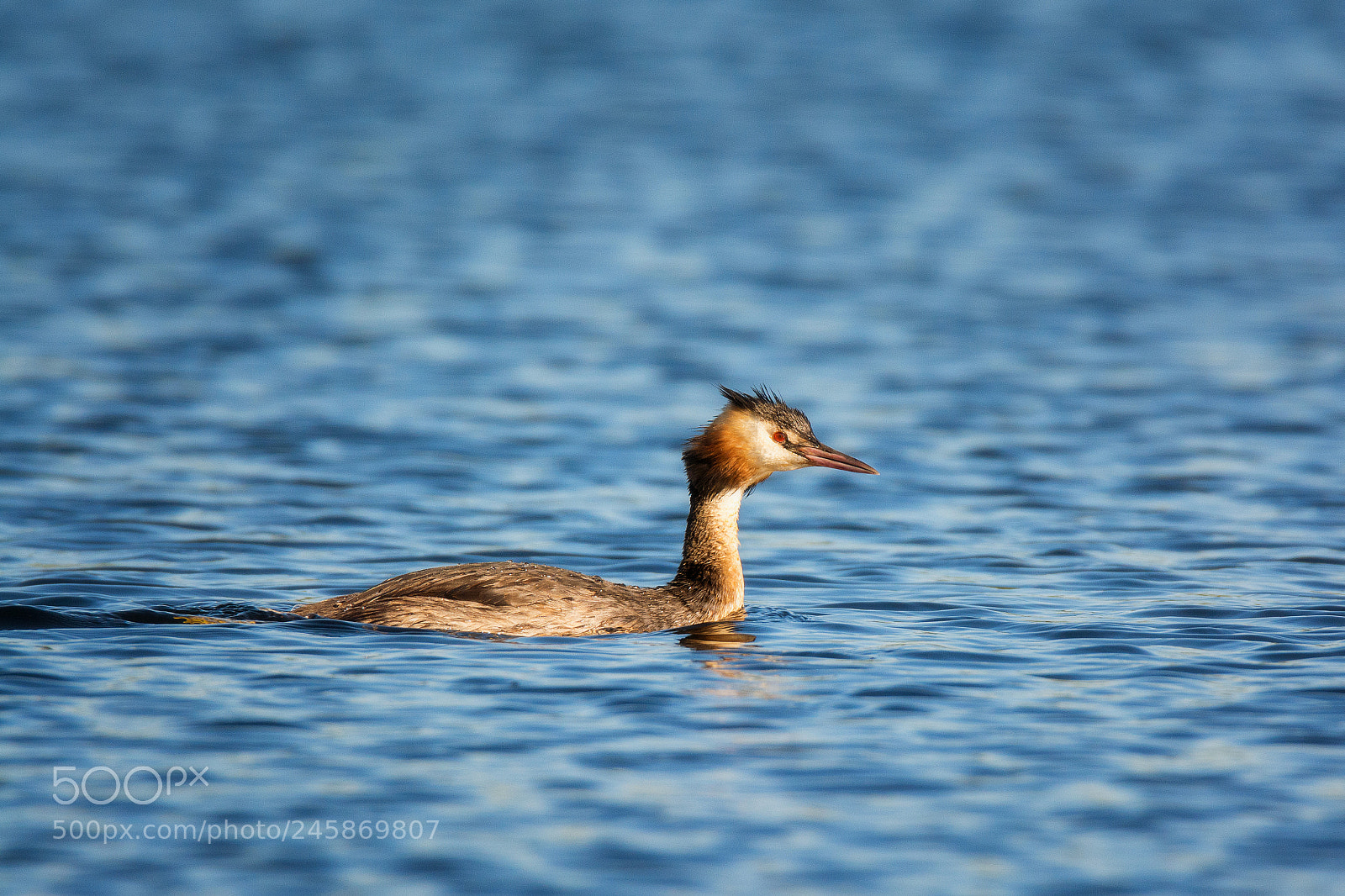 Nikon D7100 sample photo. 845. grebe photography