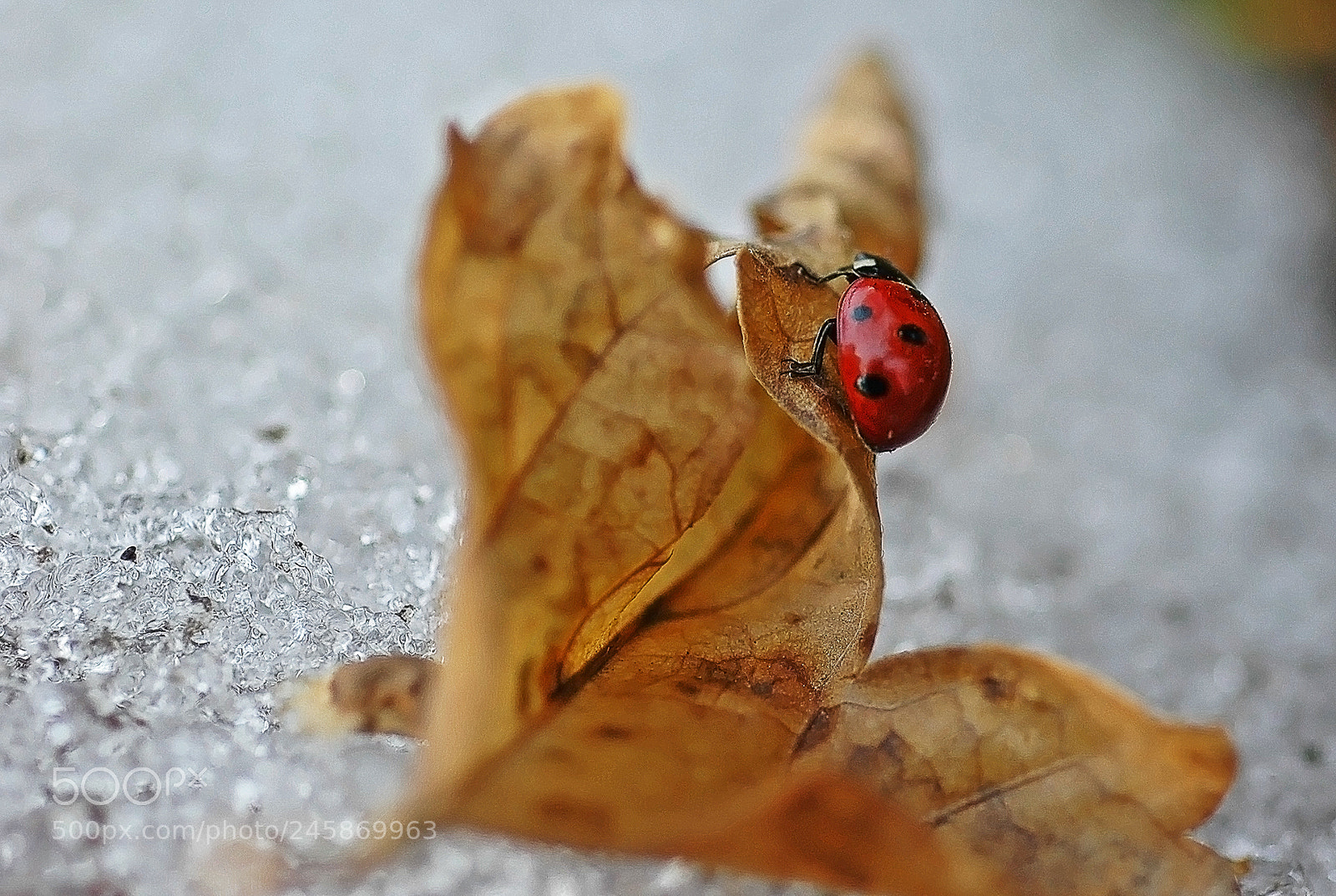 Nikon D70 sample photo. Зимние похождения божьей коровки photography