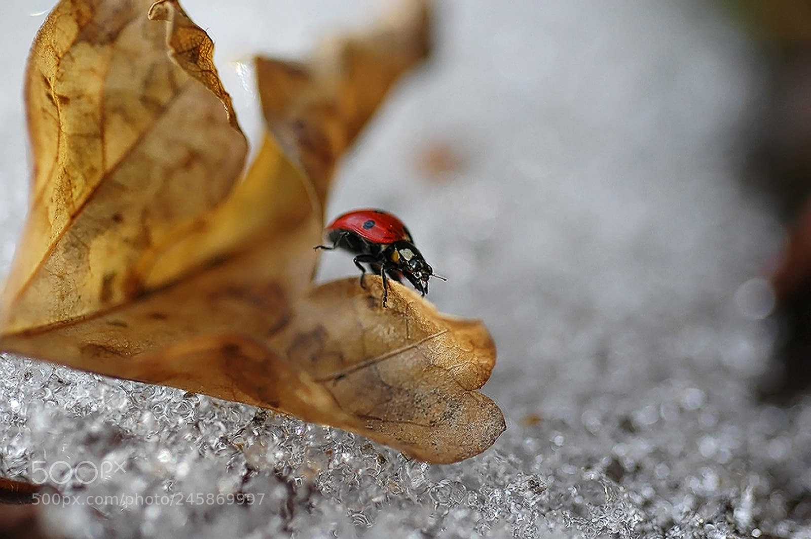 Nikon D70 sample photo. Зимние похождения божьей коровки photography