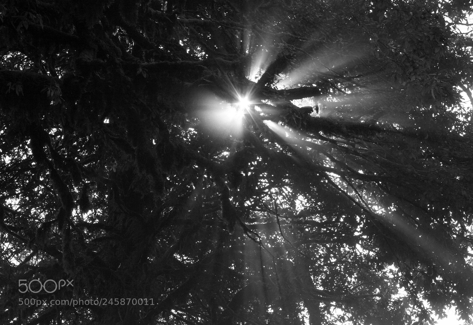 Canon EOS 30D sample photo. Black and white photography