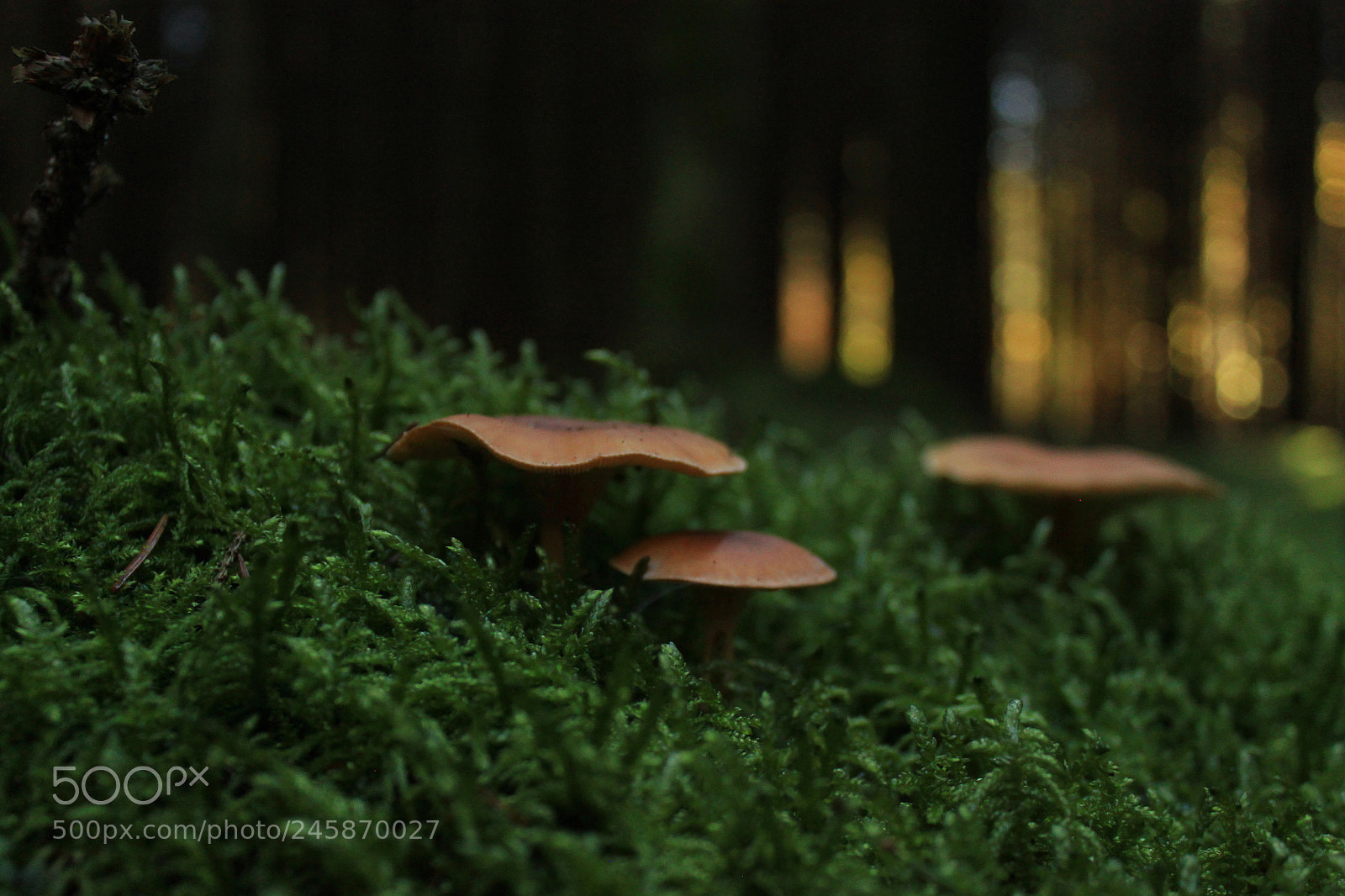Canon EOS 500D (EOS Rebel T1i / EOS Kiss X3) sample photo. Die pilze im moos photography