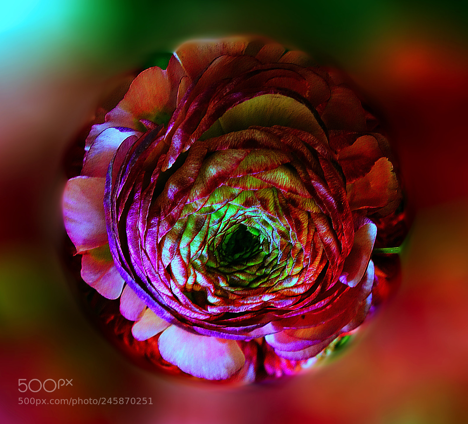 Sony Cyber-shot DSC-RX100 sample photo. Flower photography