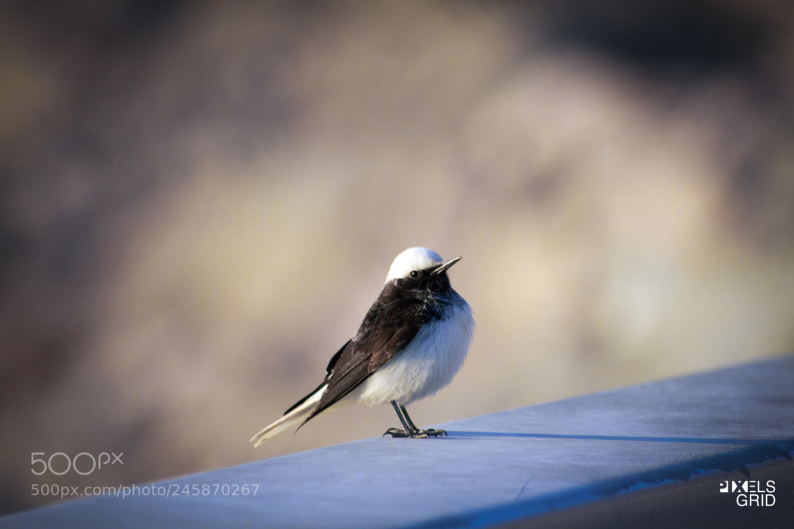 Canon EOS 650D (EOS Rebel T4i / EOS Kiss X6i) sample photo. Bird photography