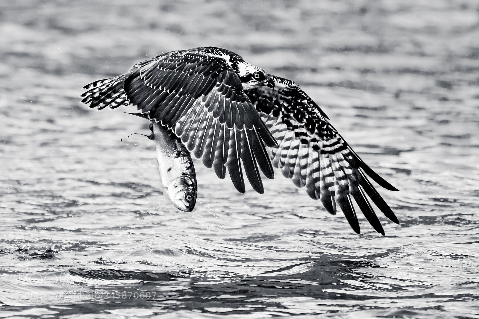 Sony a9 sample photo. Osprey takeoff viii photography