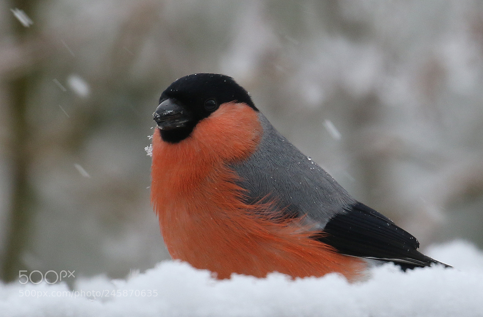 Canon EOS 7D Mark II sample photo. Eurasian bullfinch photography
