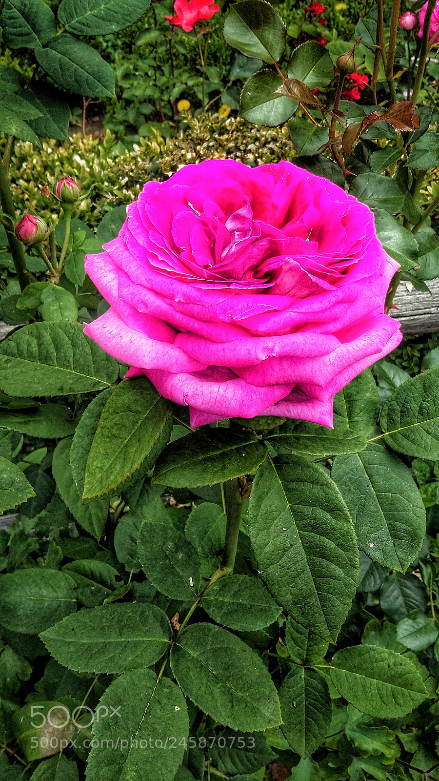 Samsung Galaxy Grand Prime sample photo. Rosa photography