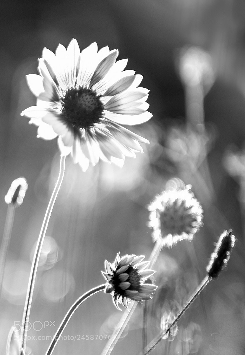 Nikon D7200 sample photo. Untitled photography