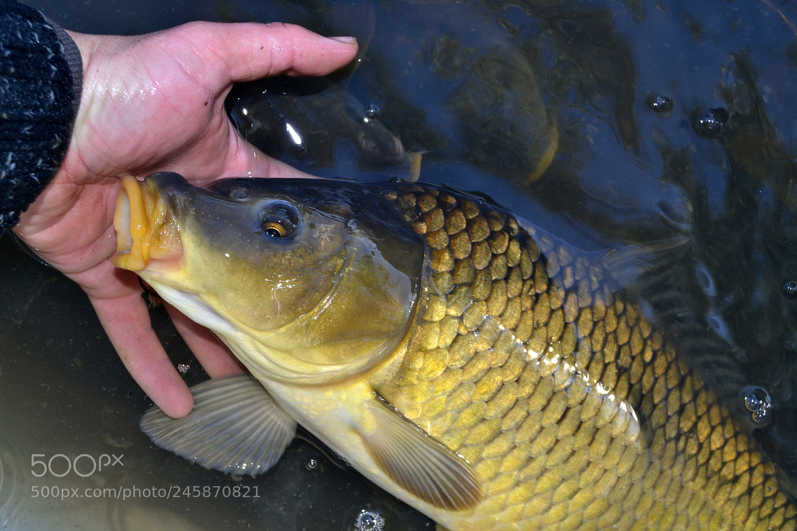 Nikon D3100 sample photo. Carp (cyprinus carpio) photography