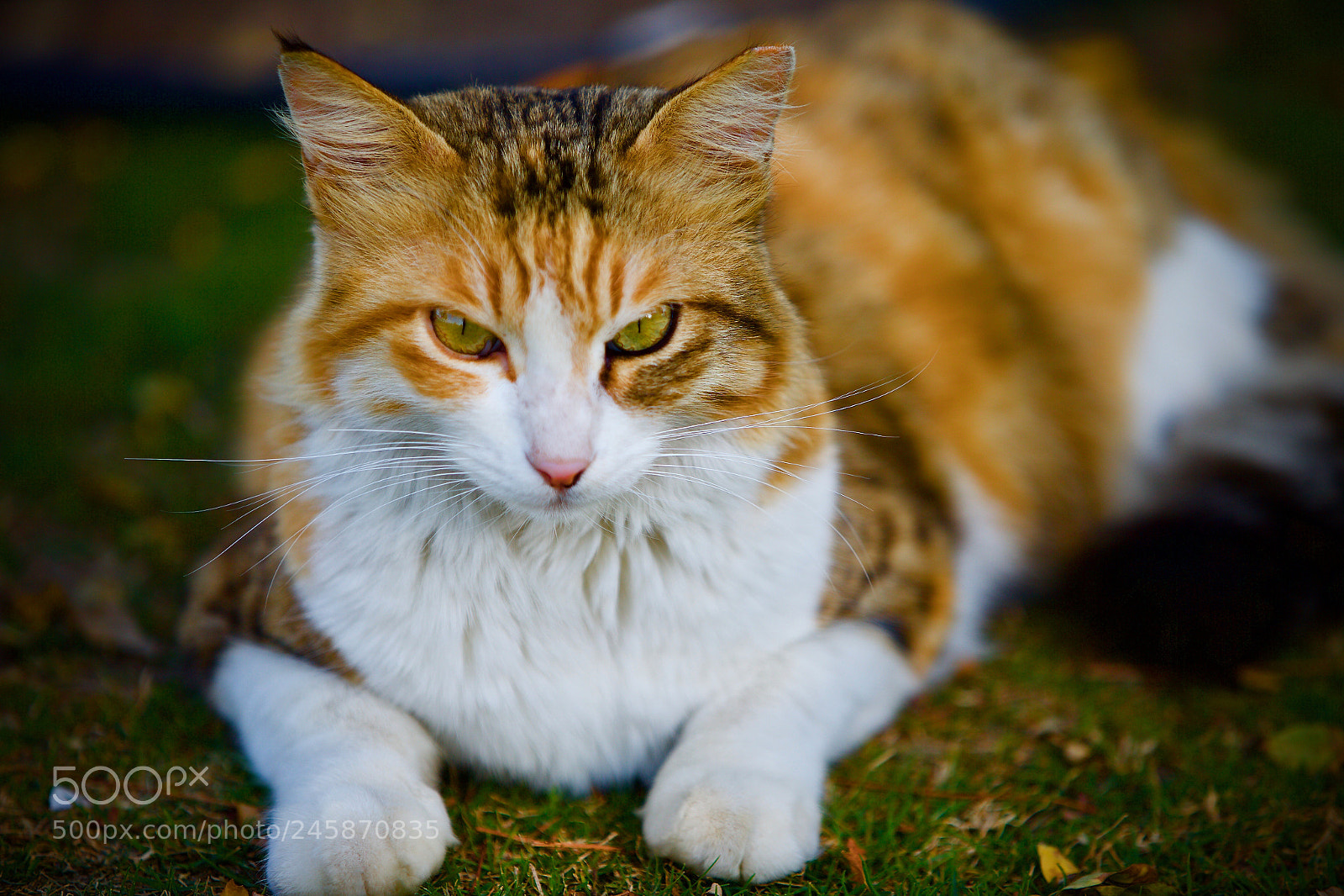 Canon EOS-1D X sample photo. Cat photography
