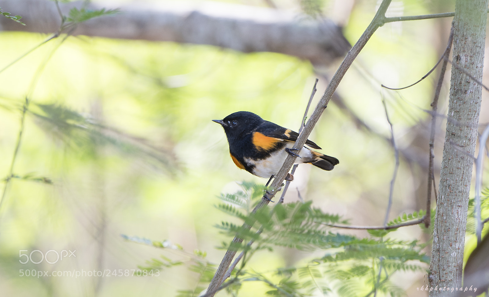 Nikon D500 sample photo. American redstart photography