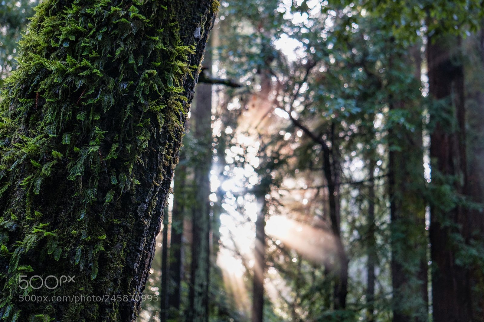 Sony a6300 sample photo. Sunlight through the redwoods photography