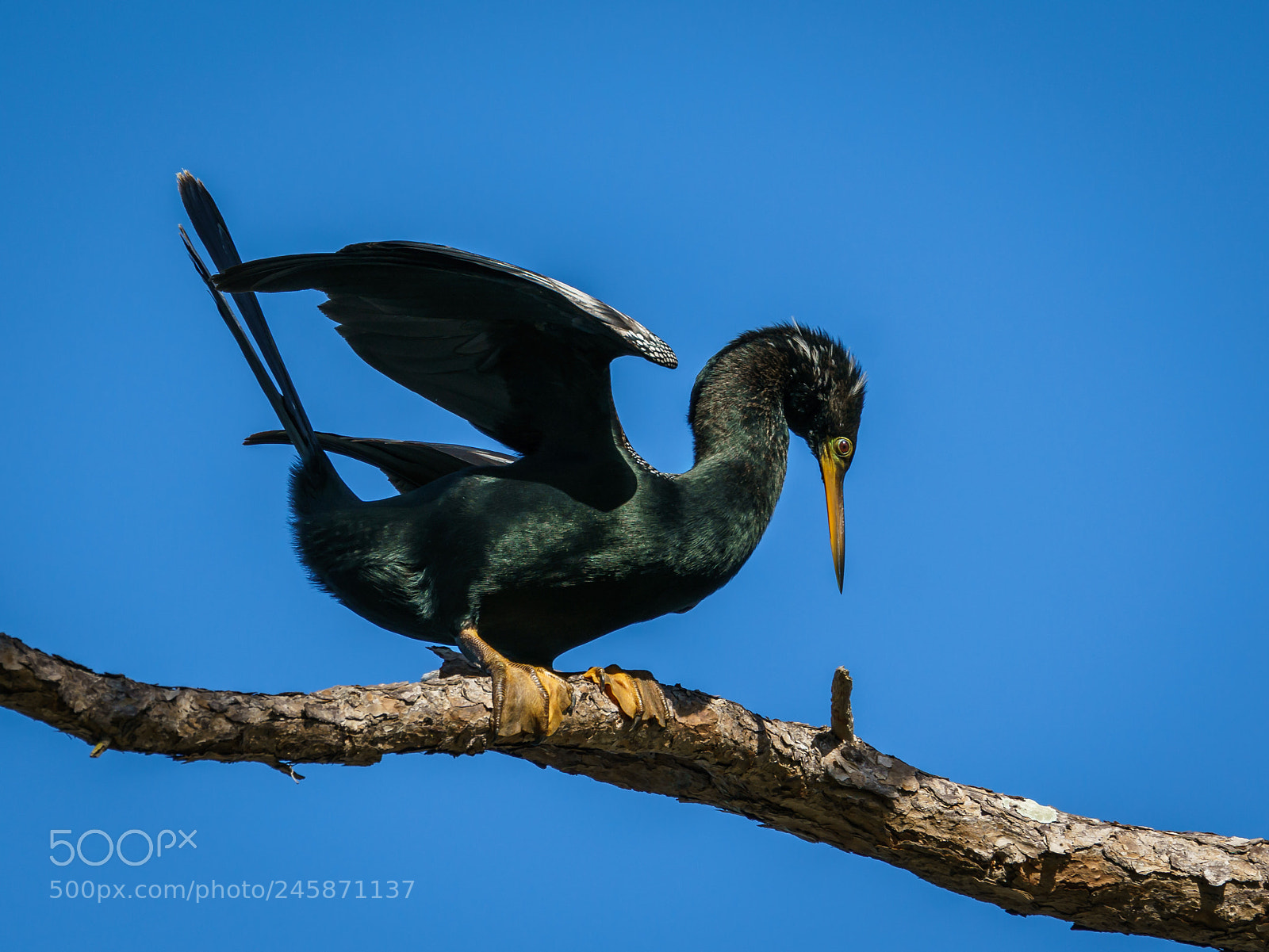 Sony a7R II sample photo. Anhinga photography