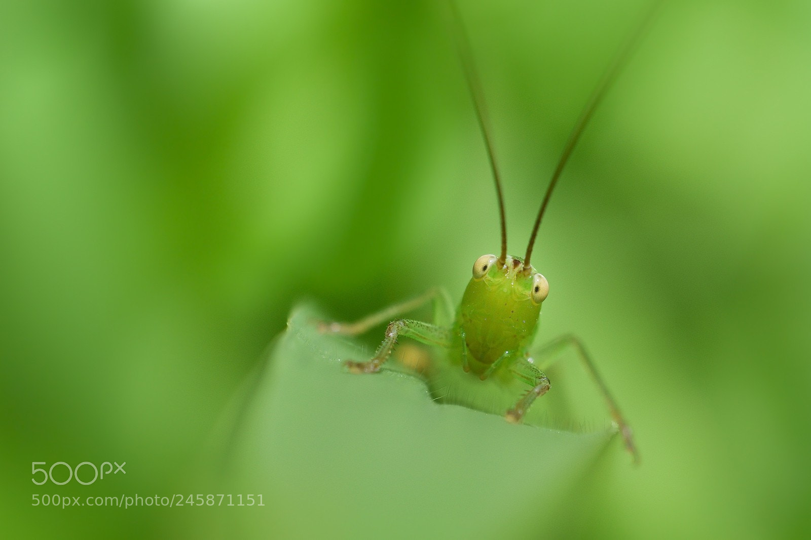 Nikon D7200 sample photo. Untitled photography