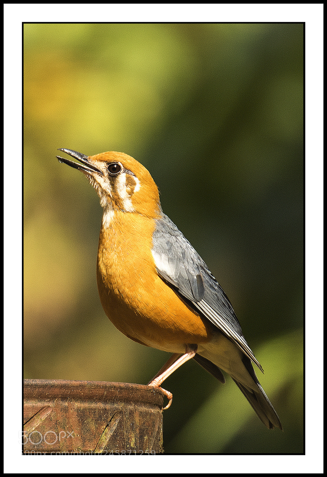 Nikon D810 sample photo. Bird at water photography