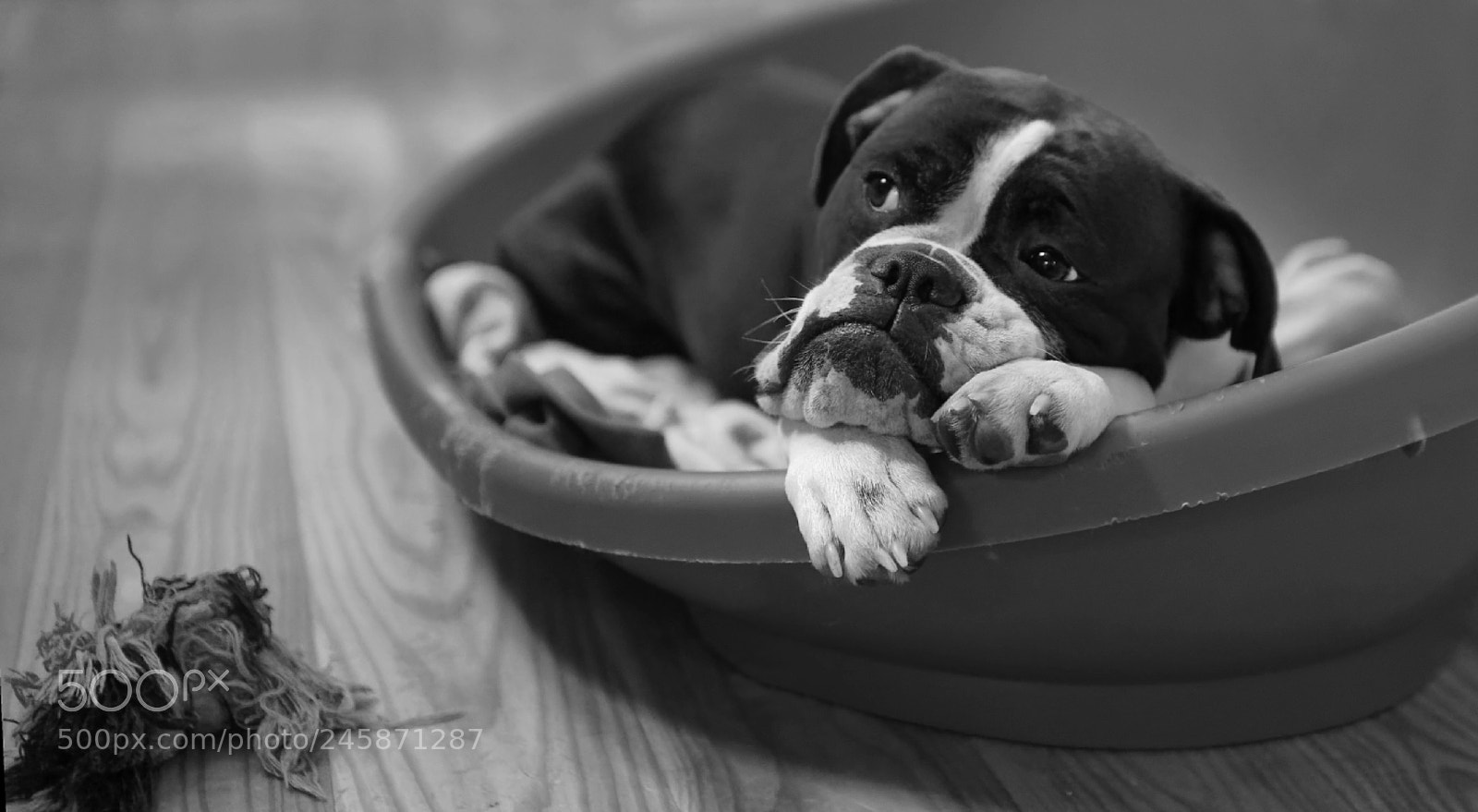 Pentax K-50 sample photo. Matilda is tired after photography