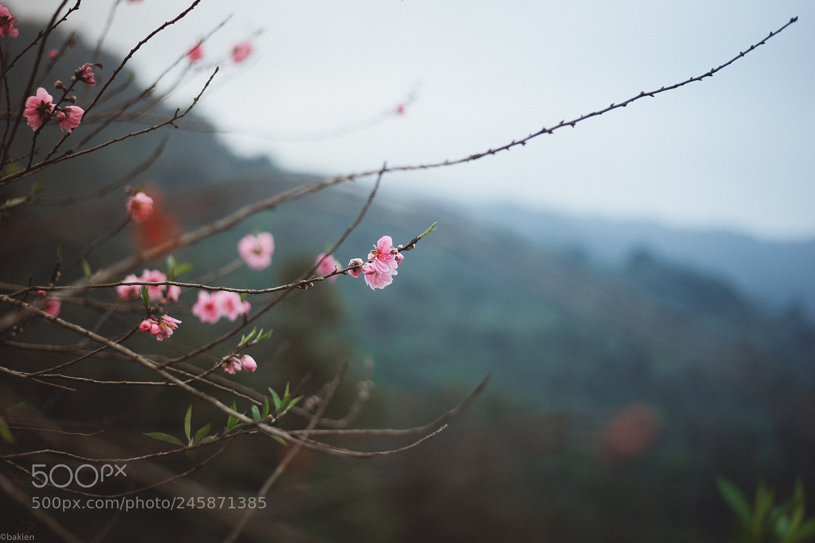 Nikon D700 sample photo. Peach blossoms photography