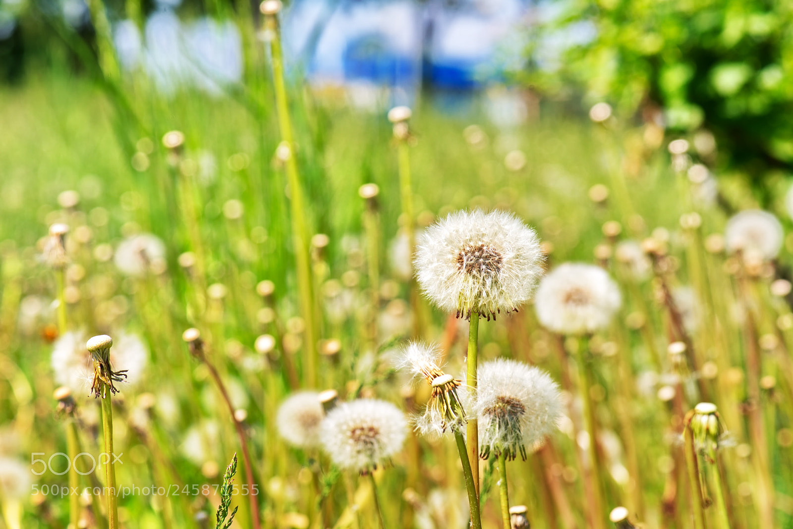 Nikon D800 sample photo. Ys photography