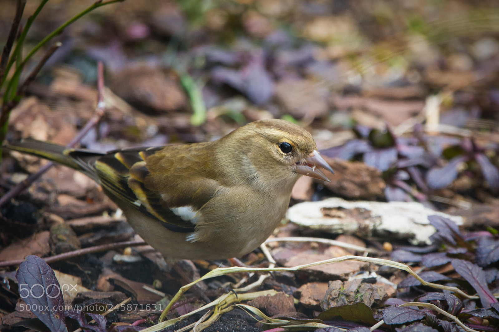 Nikon D7100 sample photo. Juvenile male greenfinch photography