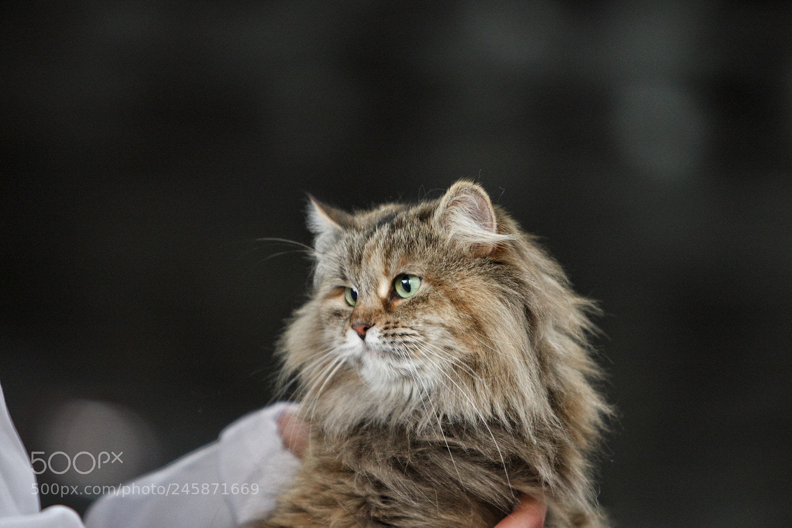 Canon EOS-1D Mark III sample photo. Main coon cat during photography