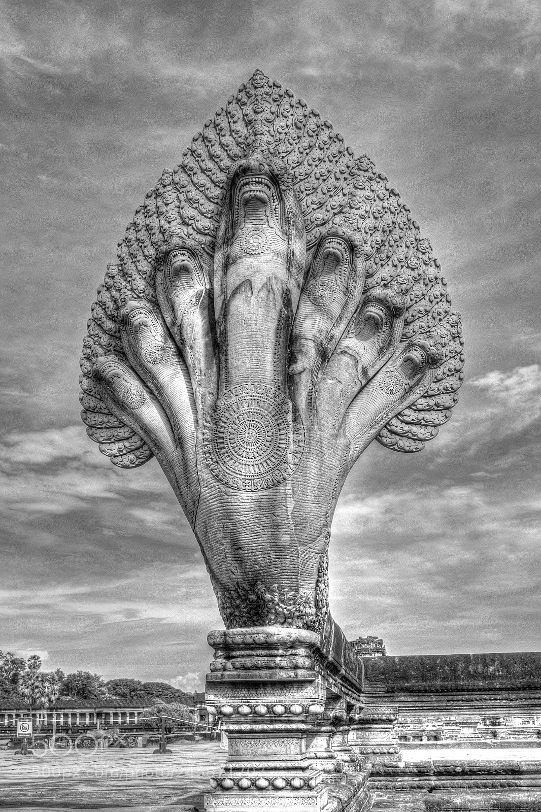 Nikon D3100 sample photo. Seven headed cobra black photography