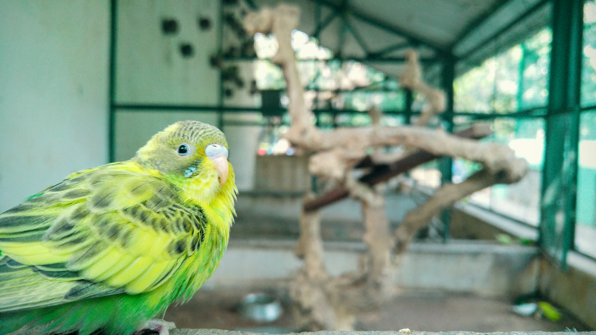 LG H818N sample photo. Parrot photography