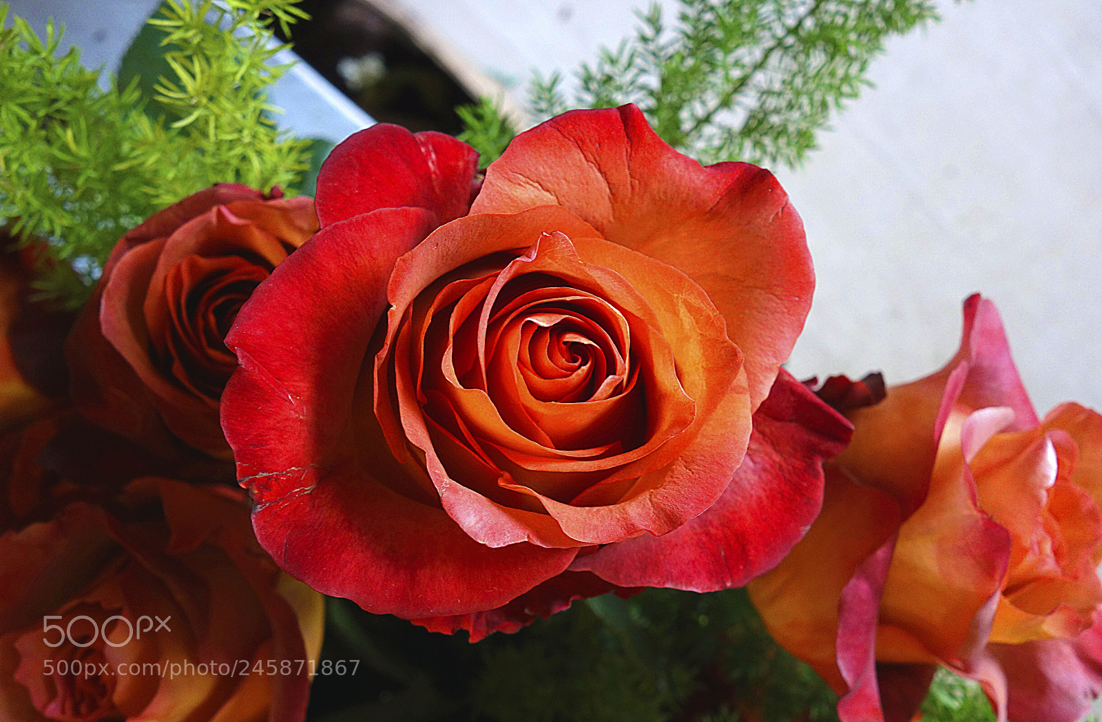Sony Cyber-shot DSC-RX100 sample photo. Rosa photography