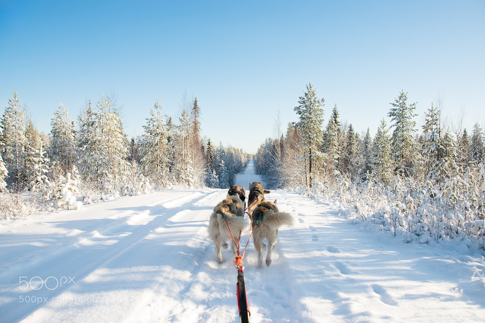 Nikon D5500 sample photo. Sled dogs photography