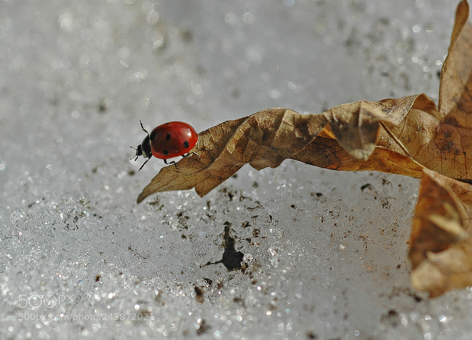 Nikon D70 sample photo. Зимние похождения божьей коровки photography