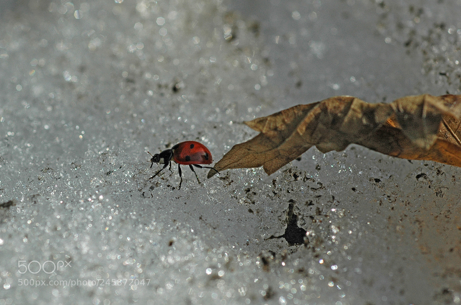 Nikon D70 sample photo. Зимние похождения божьей коровки photography