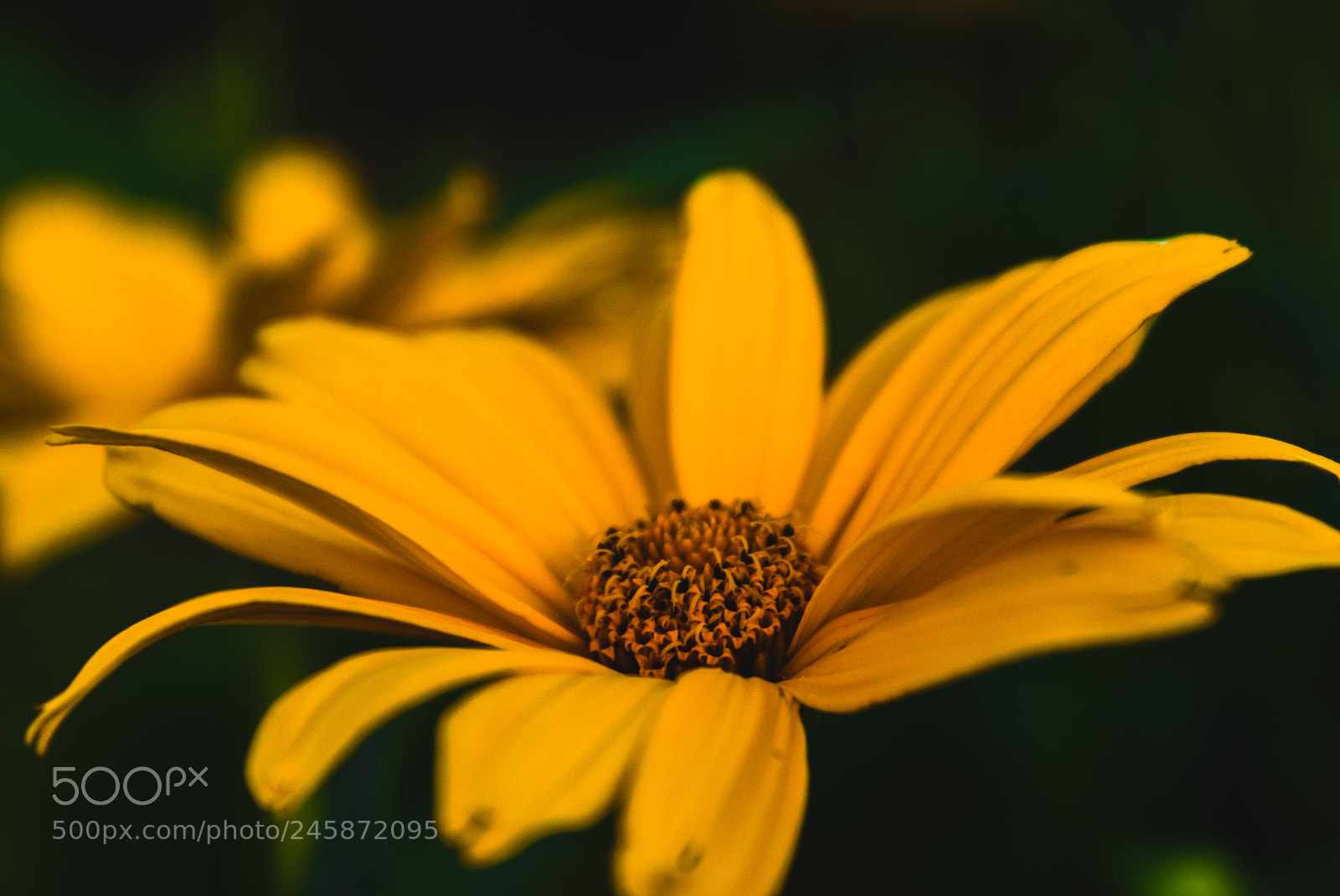 Sony Alpha DSLR-A330 sample photo. Yellow flower photography