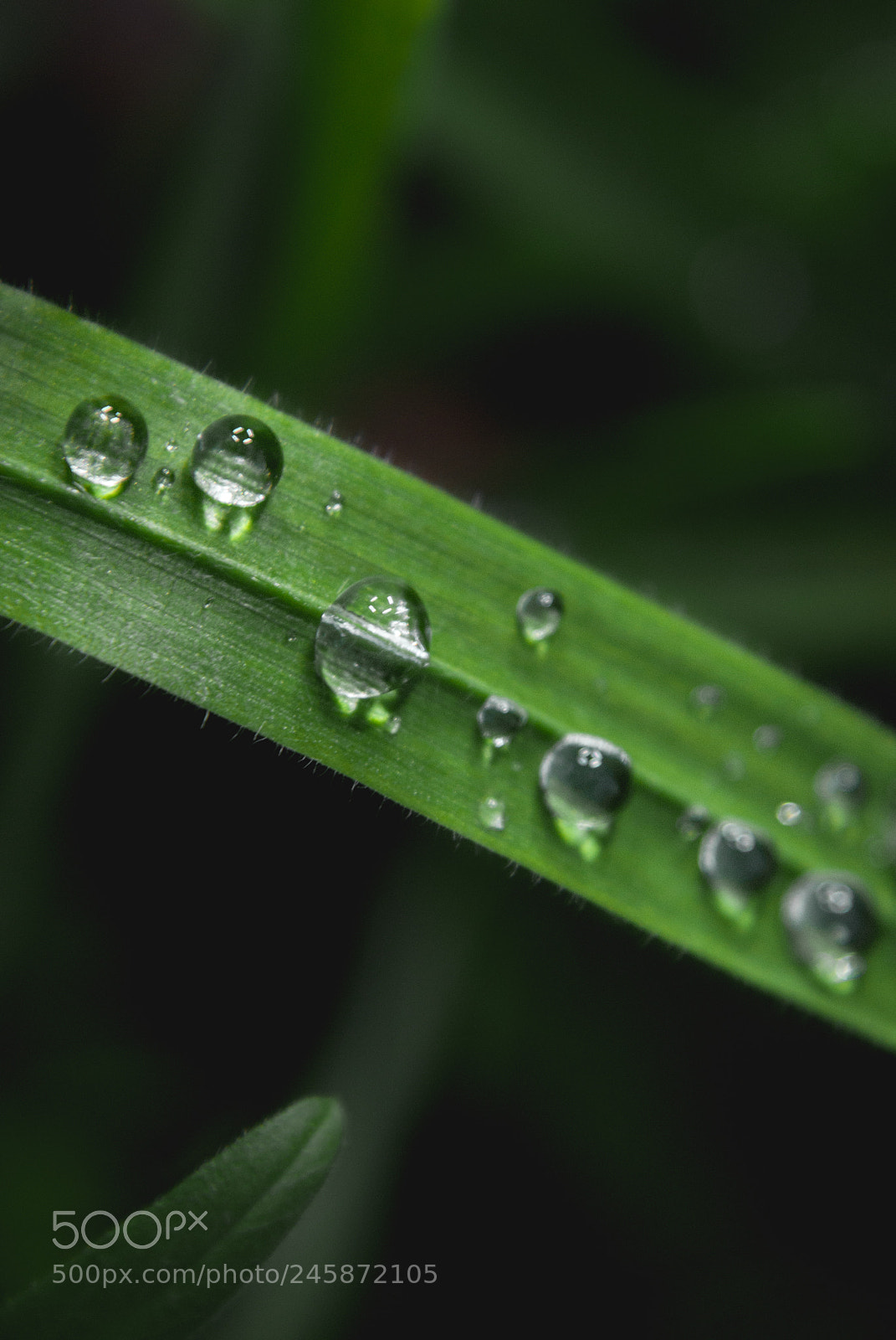 Sony Alpha DSLR-A330 sample photo. Raindrops photography