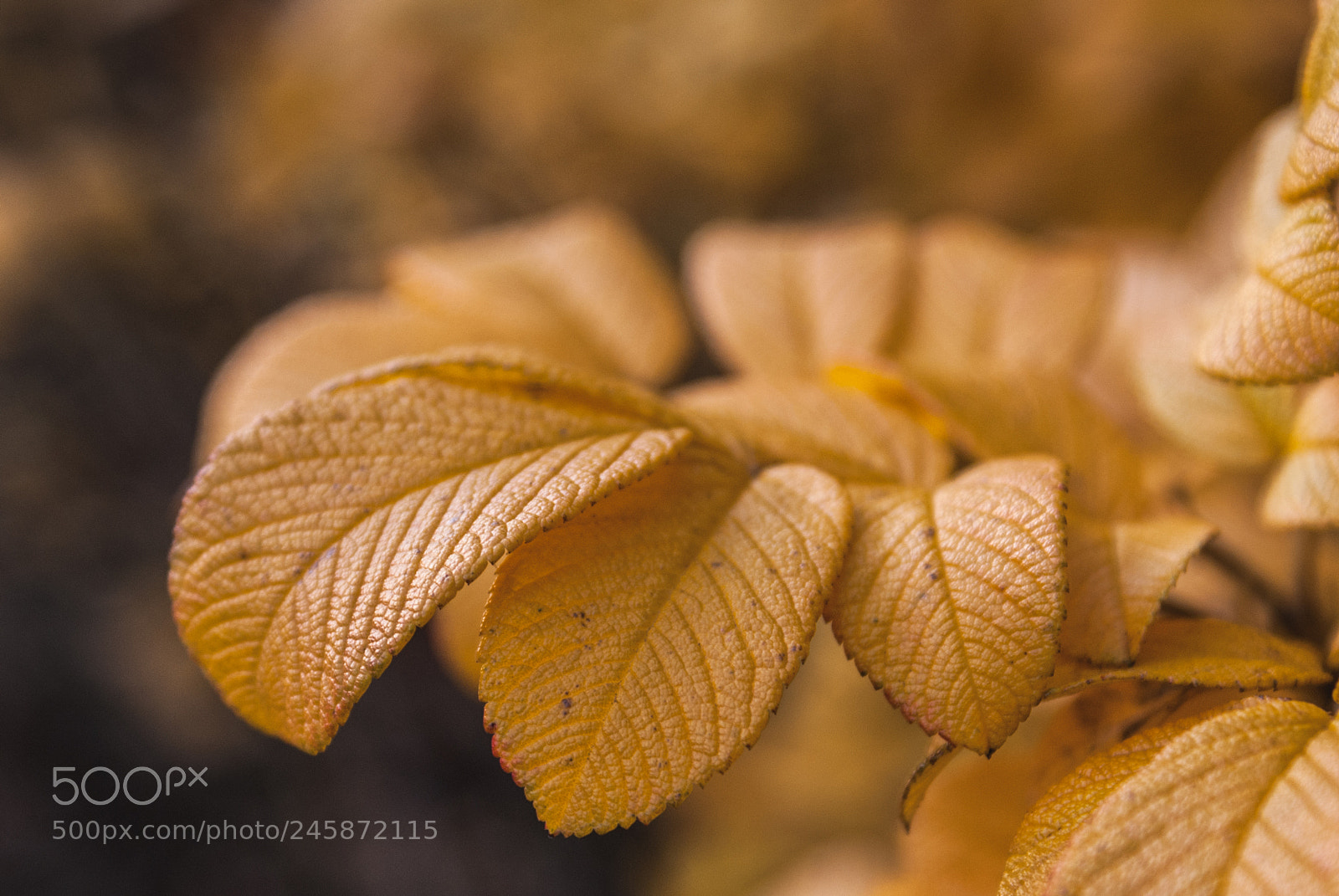 Sony Alpha DSLR-A330 sample photo. Yellow leaves photography