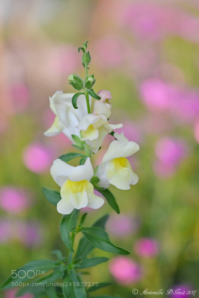 Nikon D3100 sample photo. Delicacy photography