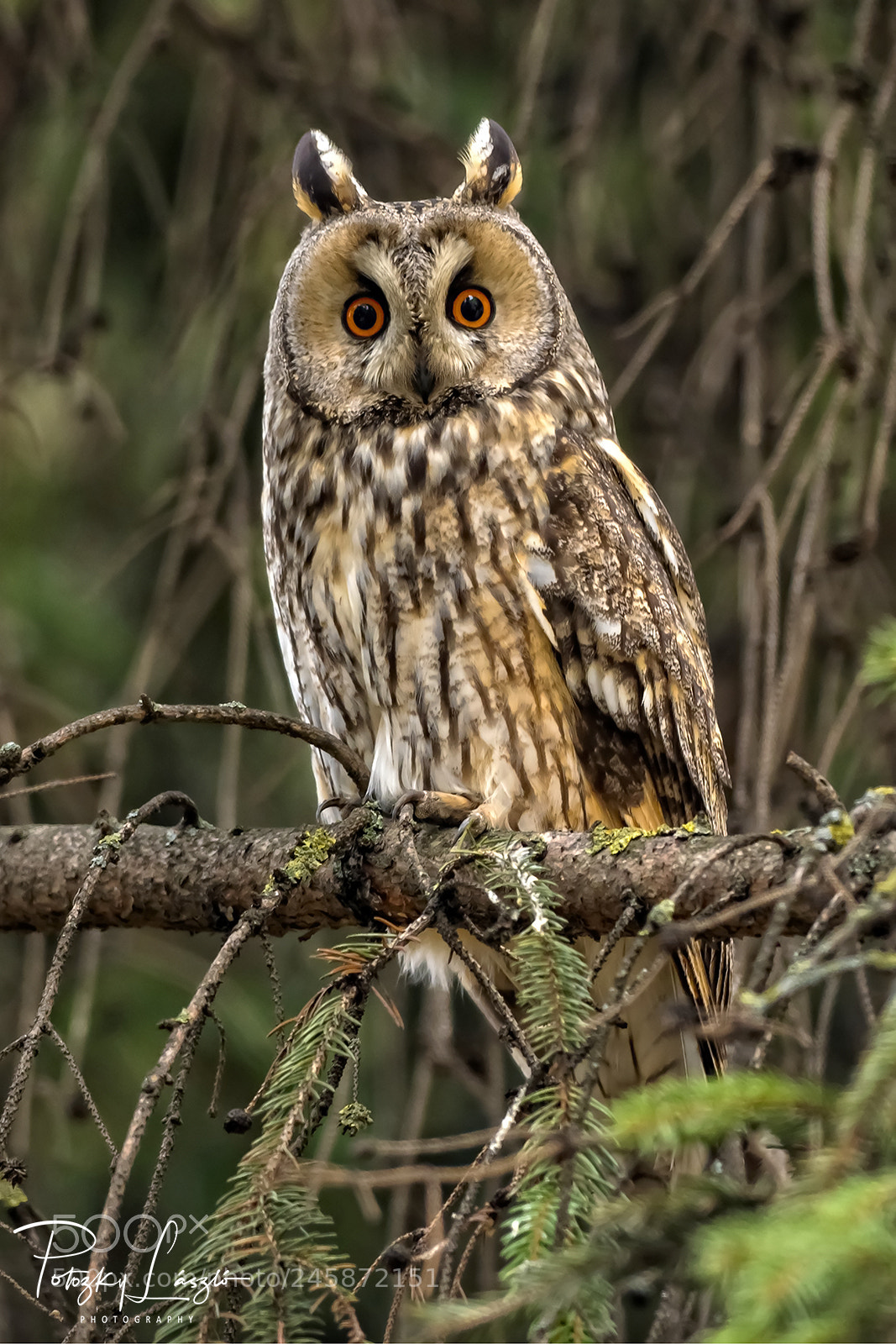 Olympus OM-D E-M1 Mark II sample photo. Long-earfed owl photography