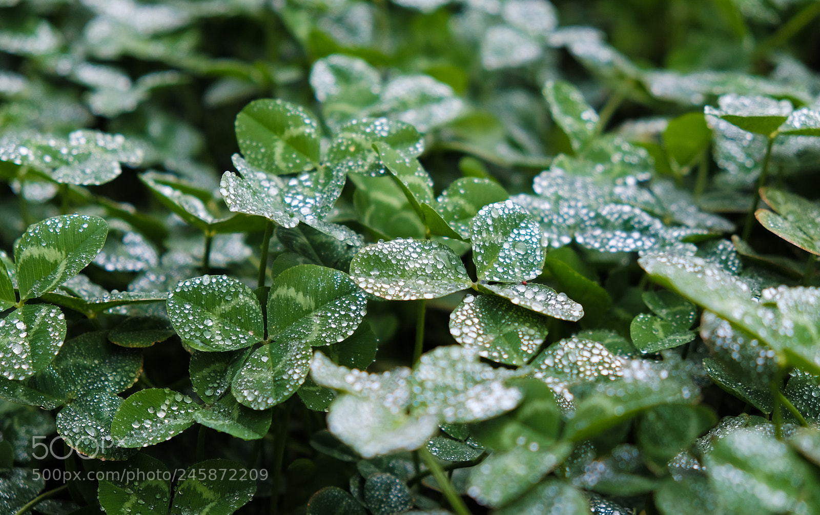 Fujifilm X-T1 sample photo. The morning leaves photography