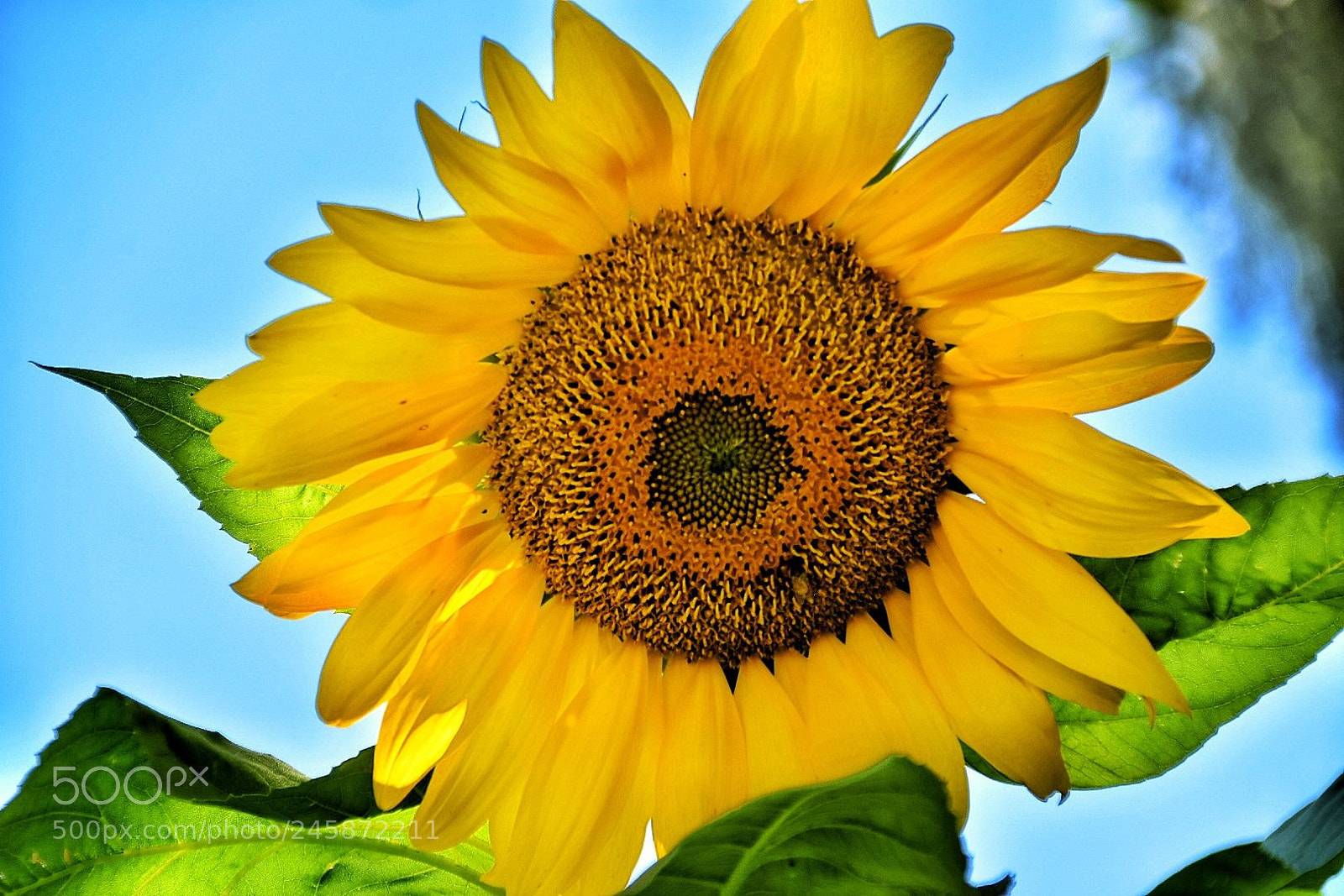 Nikon D7200 sample photo. Untitled photography