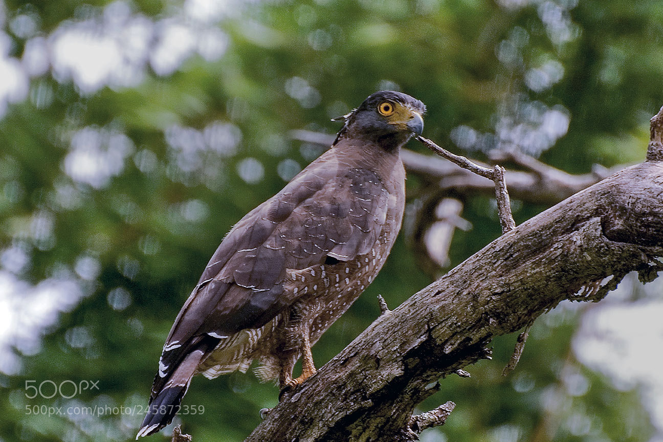Nikon D80 sample photo. Serpant eagle photography