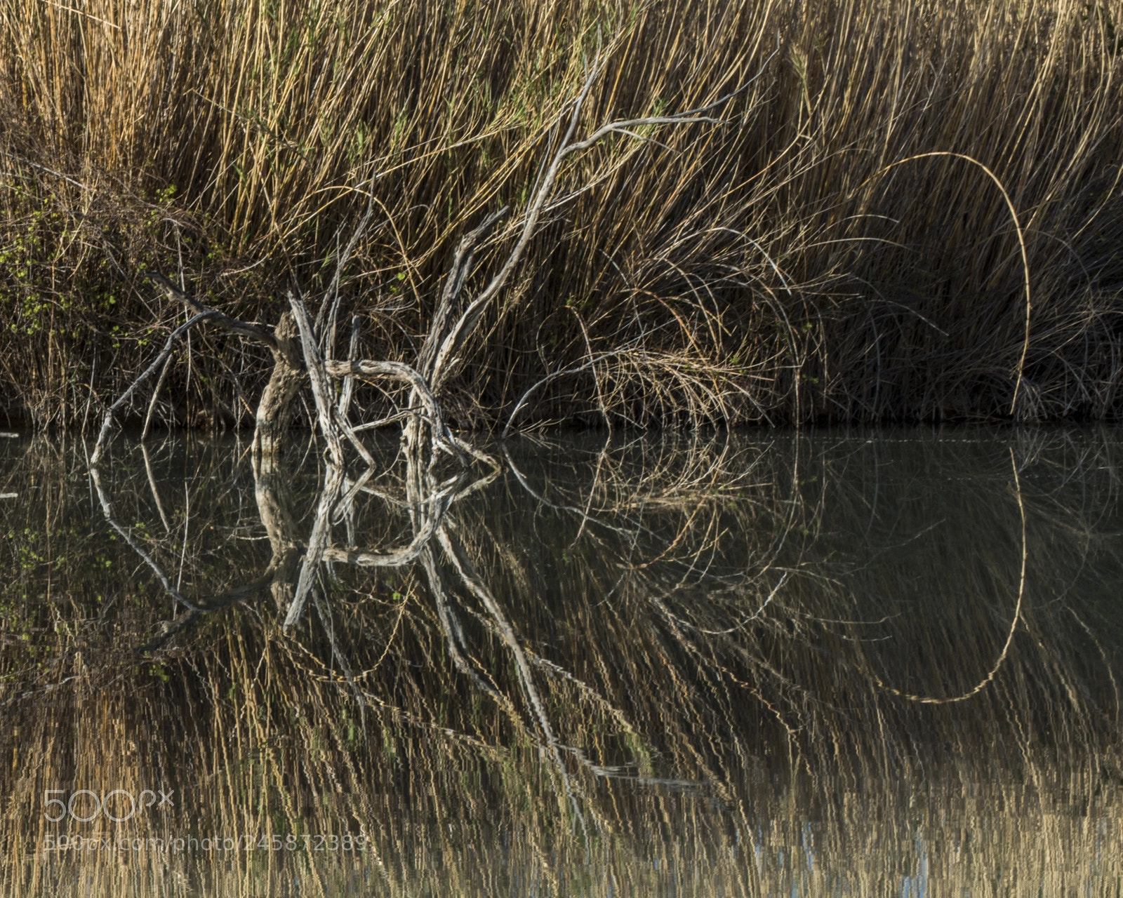 Nikon D800 sample photo. Reflection photography