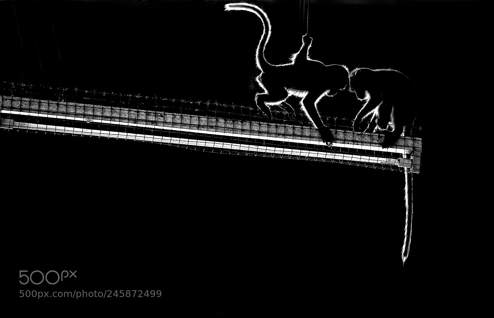 Nikon D700 sample photo. Jeux de singes photography