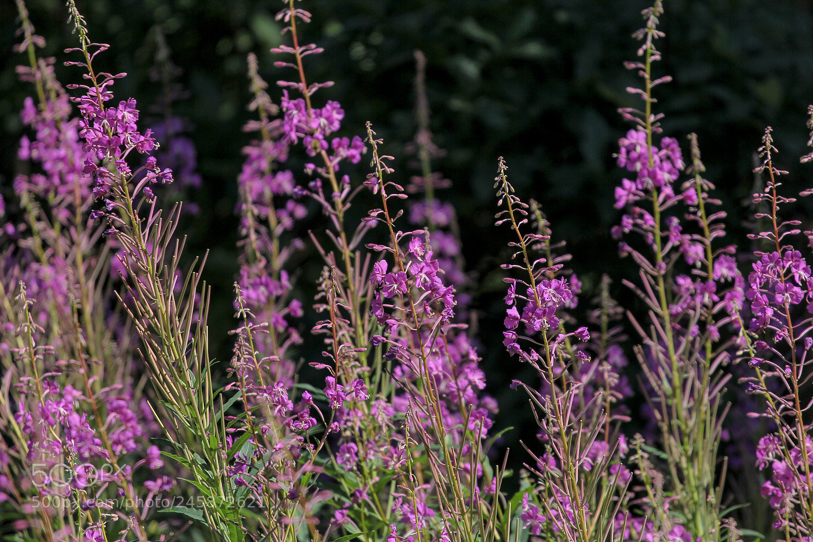 Canon EOS 60D sample photo. Wildflowers photography