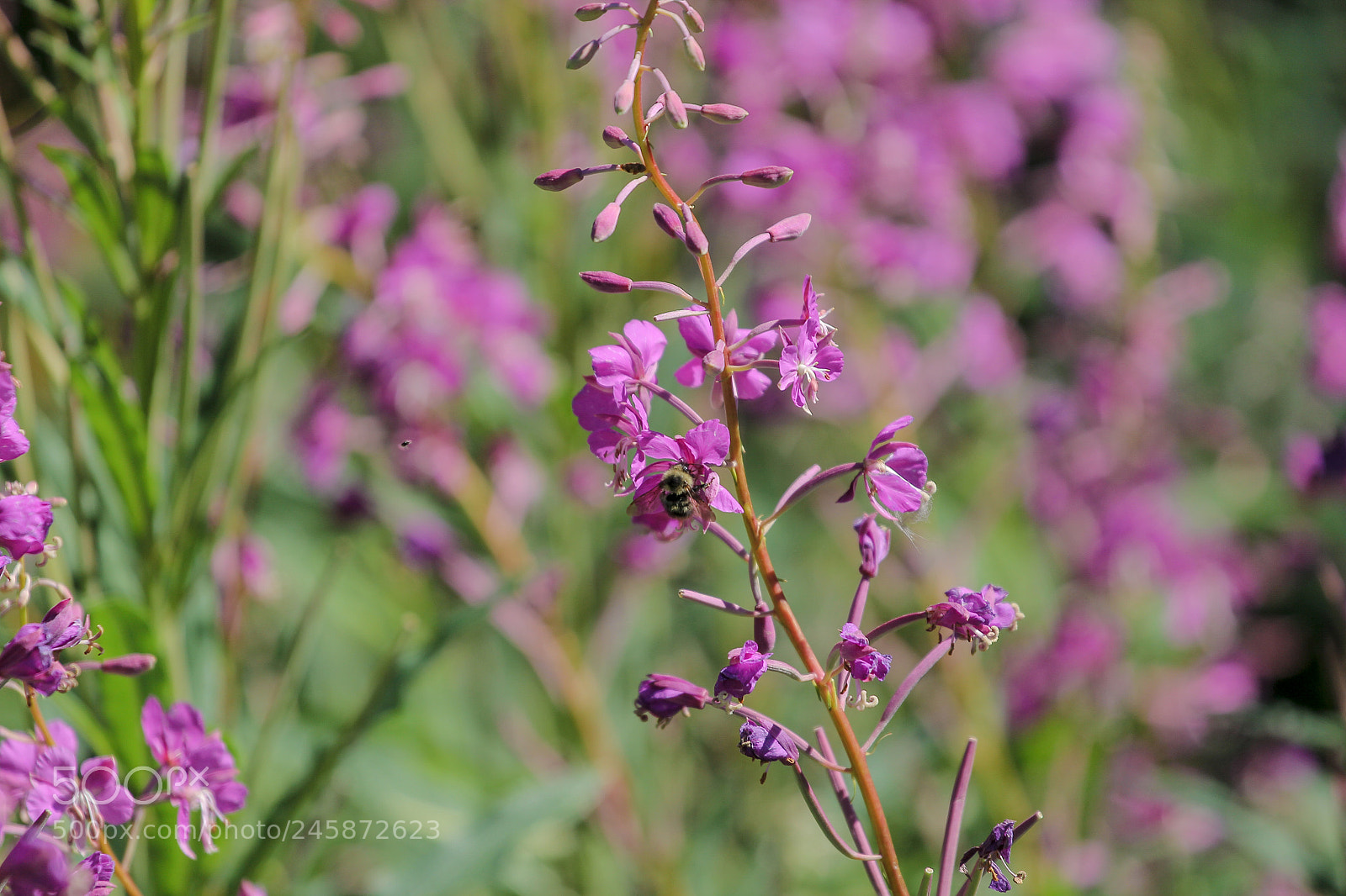 Canon EOS 60D sample photo. Wildflowers photography