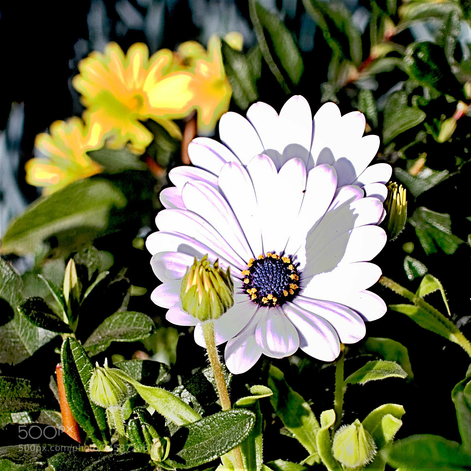Sony Cyber-shot DSC-RX100 III sample photo. Daisy photography