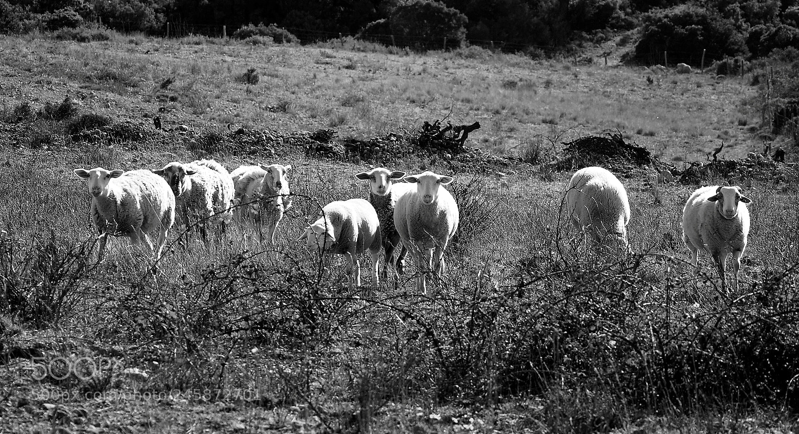 Olympus OM-D E-M10 II sample photo. Sheeps - ovelles photography
