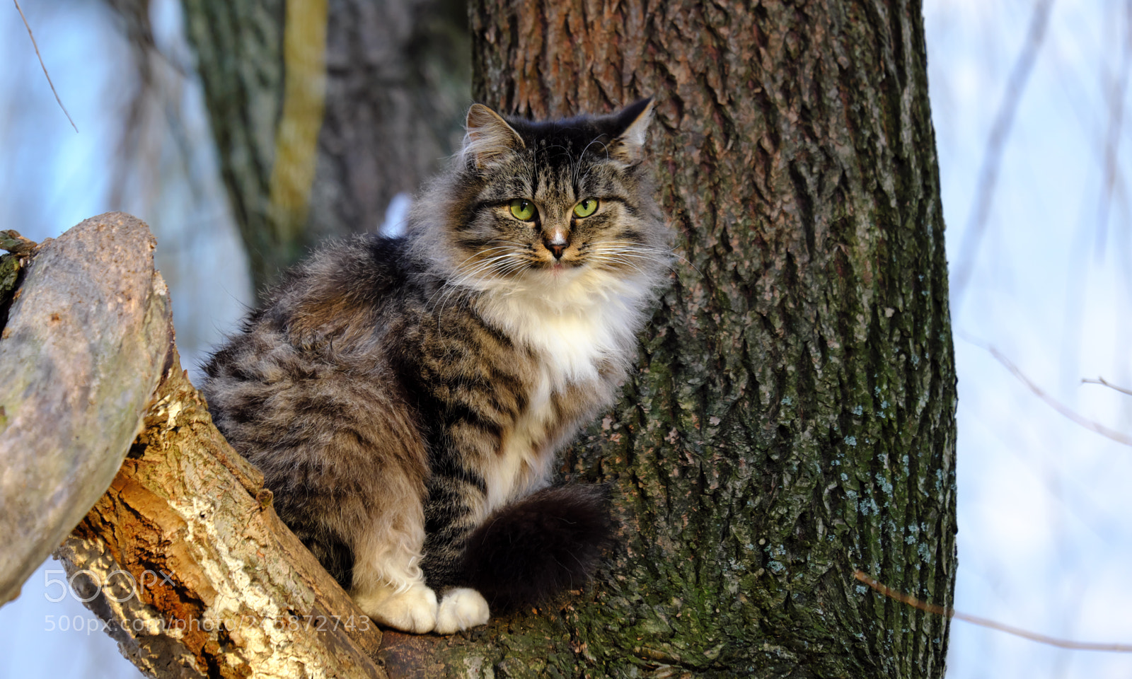 Fujifilm X-T20 sample photo. Kitten with green eyes photography