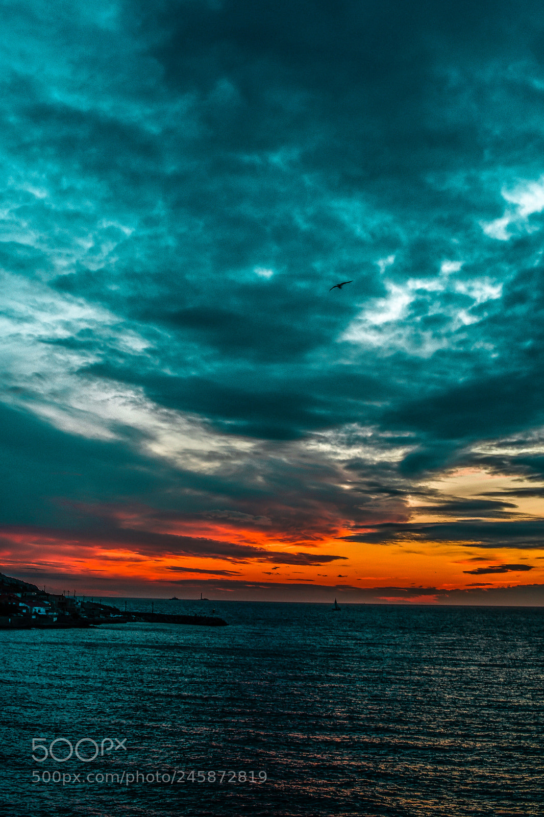 Nikon D500 sample photo. Red spike photography