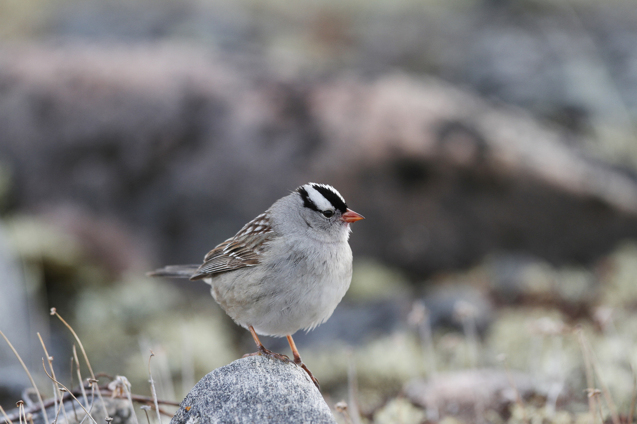 Canon EOS 7D sample photo. Close-up of a white-crowned sparrow sitting on a rock photography