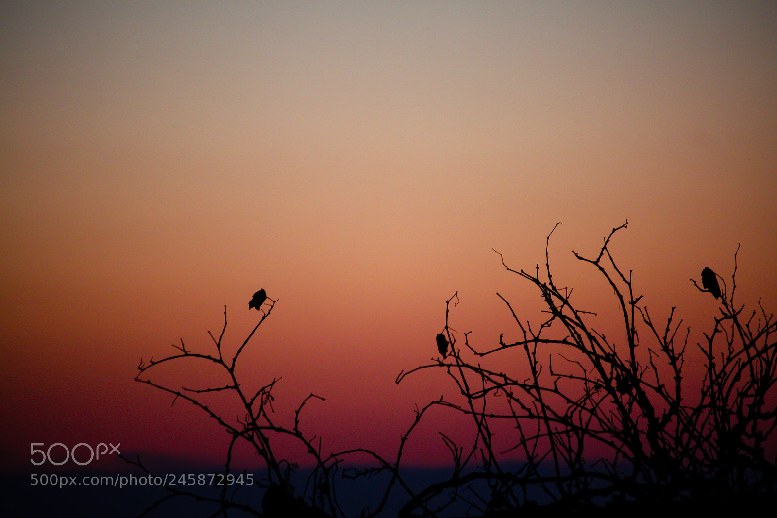 Canon EOS 450D (EOS Rebel XSi / EOS Kiss X2) sample photo. Just birds watching the photography